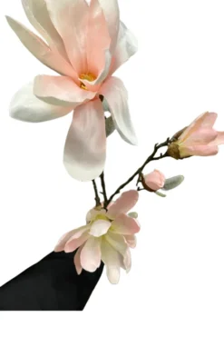 Magnolia tak