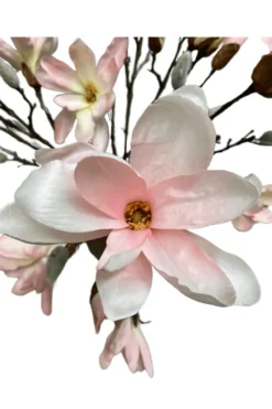 Magnolia tak