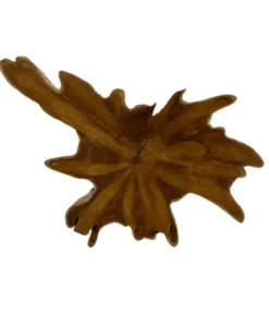 Teakhouten wanddecoratie wortel