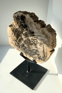 Versteend hout op statief