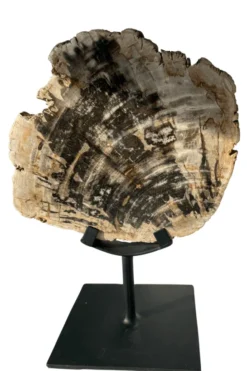Versteend hout op statief