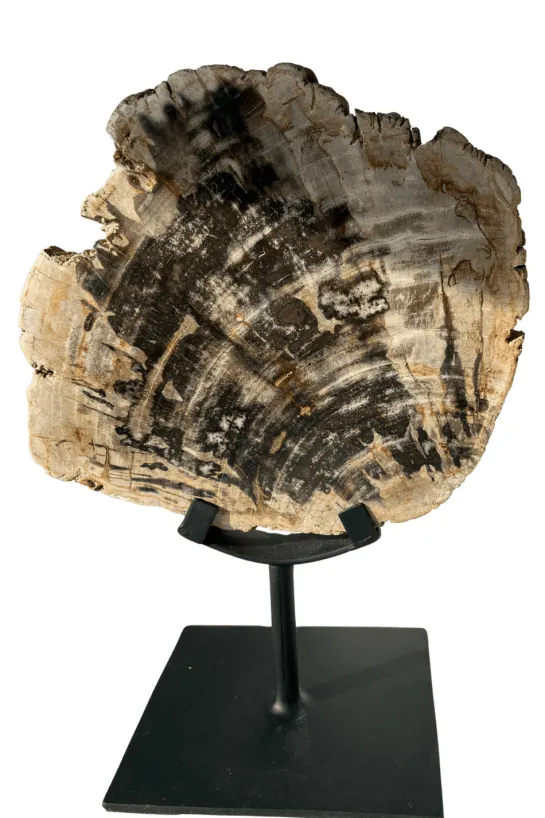 Versteend hout op statief